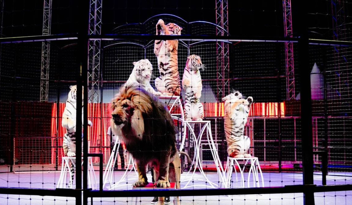 International circus